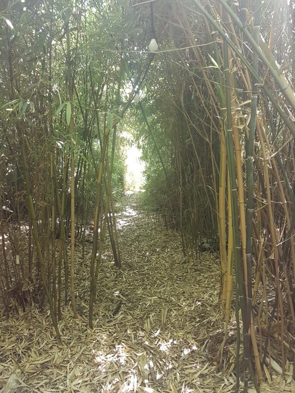 Bambus-Dschungel