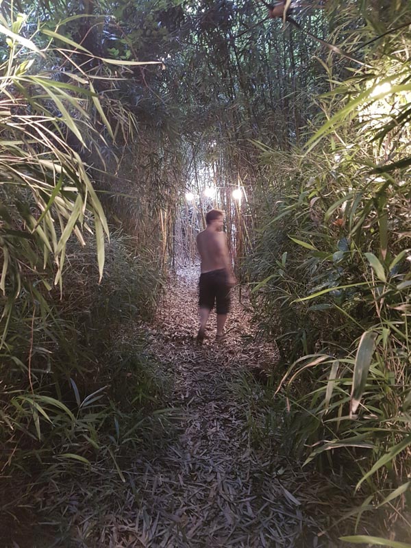 Bambus-Dschungel